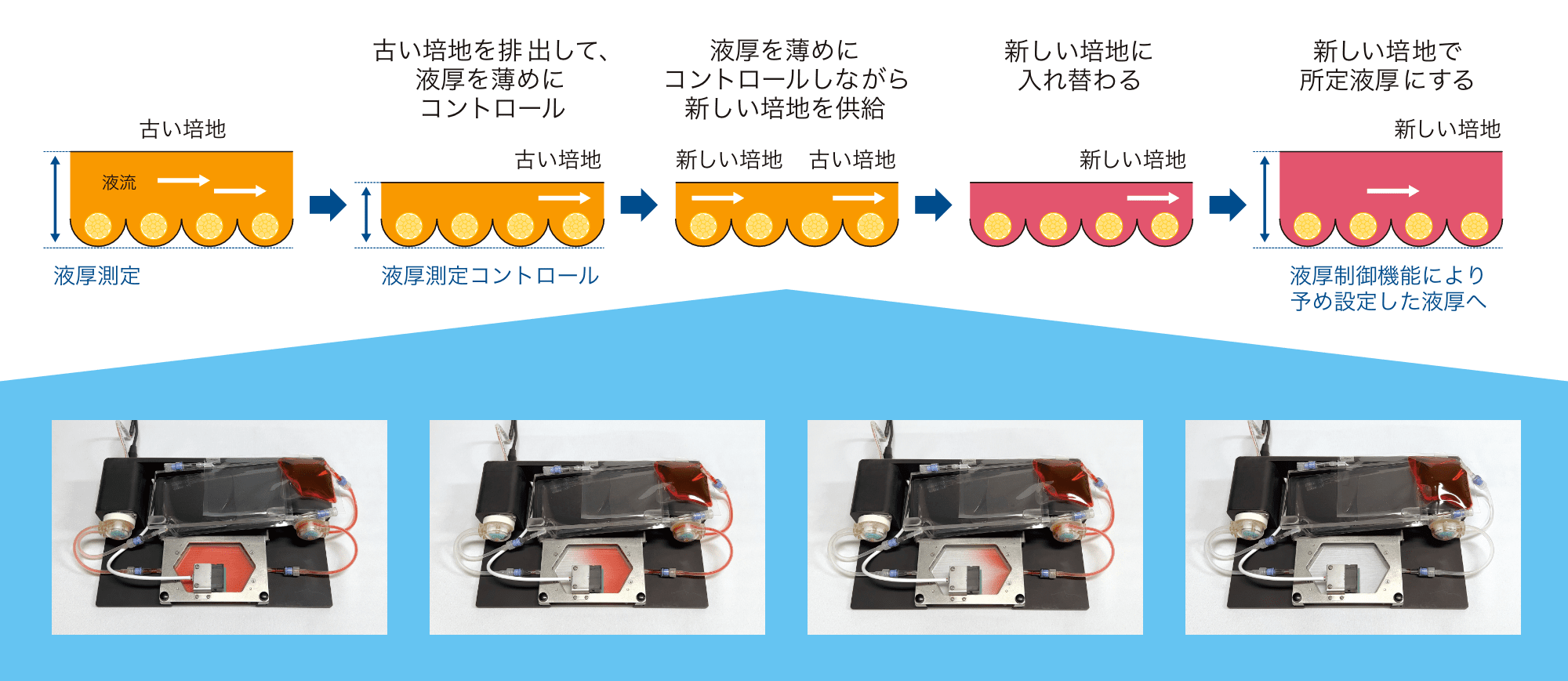 バッグ培養に適した独⾃の液厚制御⽅式を採⽤