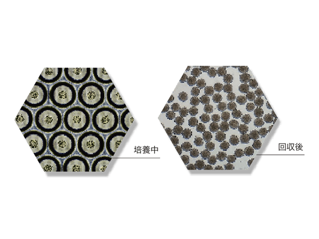 均一なスフェロイドを大量培養