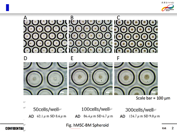 hMSC-BM spheroid formation (50, 100, 300 cells/well)