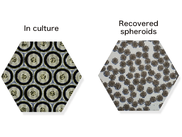 Large-scale culture of uniform spheroids